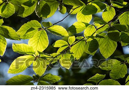 Stock Photography - "Leaves being backlit by Sun, Kalkalpen National Park, Austria. ". Fotosearch