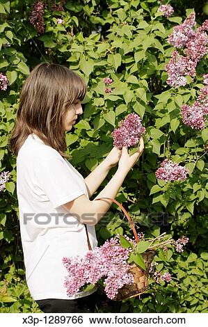 Lilac flowers Syringa vulgaris View Large Photo Image Stock Photograph - Lilac flowers Syringa vulgaris. Fotosearch
