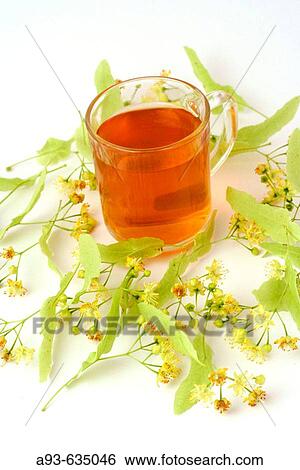 Linden (Tilia platiphyllos) tea View Large Photo Image Stock Photograph - Linden (Tilia platiphyllos) tea. Fotosearch