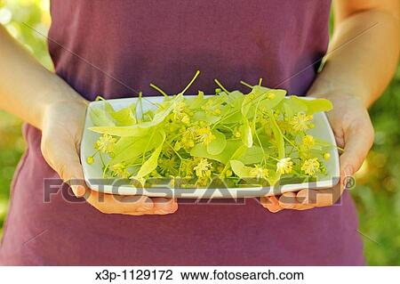 Linden tree flowers for infusion View Large Photo Image Stock Image - Linden tree flowers for infusion. Fotosearch