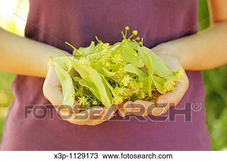 Linden tree flowers for infusion View Large Photo Image Stock Image - Linden tree flowers for infusion. Fotosearch