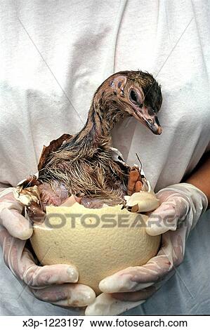 Stock Photo - Little ostrich. Fotosearch