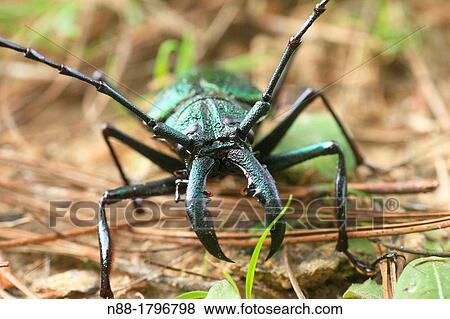 Longhorn View Large Photo Image Stock Photo - Longhorn. Fotosearch