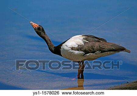 Stock Photograph - "Magpie Goose, anseranas semipalmata, Adult drinking Water, Australia". Fotosearch