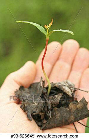 Maple tree sprout (Acer sp. ). View Large Photo Image Stock Photography - Maple tree sprout (Acer sp. ).. Fotosearch