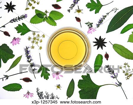 Medicinal plants infusion View Large Photo Image Stock Photography - Medicinal plants infusion. Fotosearch