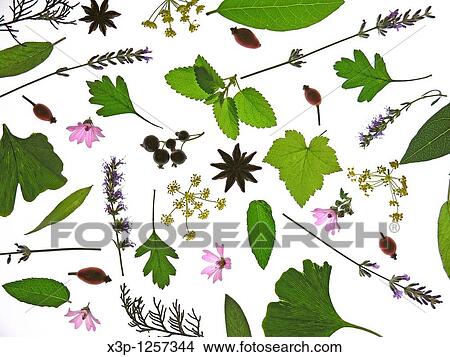 Medicinal plants View Large Photo Image Picture - Medicinal plants. Fotosearch
