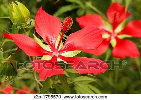 Medicinal red hibiscus Hibiiscus sabdariffa View Large Photo Image Stock Image - Medicinal red hibiscus Hibiiscus sabdariffa. Fotosearch