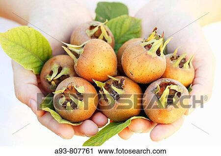 Stock Image - Medlars in hands (Mespilus germanica). Fotosearch
