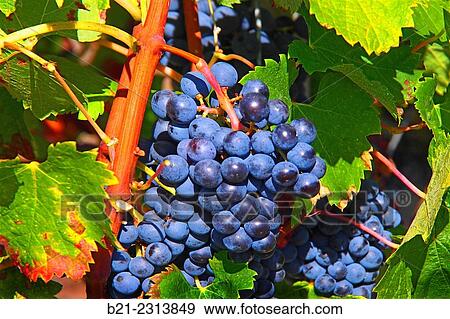 "Merlot grapes at Saint Emilion, Bordeaux wine district, Gironde, Aquitaine, France" View Large Photo Image Stock Photo - "Merlot grapes at Saint Emilion, Bordeaux wine district, Gironde, Aquitaine, France". Fotosearch