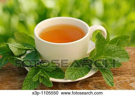 Mint infusion (Mentha sp. ) View Large Photo Image Stock Image - Mint infusion (Mentha sp. ). Fotosearch