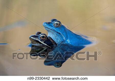 Stock Image - "Moor frogs (Rana arvalis) mating, Bavaria, Germany. ". Fotosearch