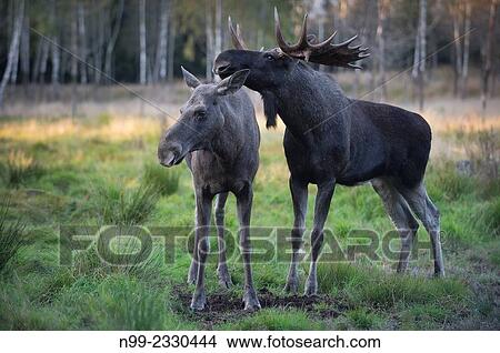 Picture - "Moose (Alces alces) mating, Sweden. ". Fotosearch