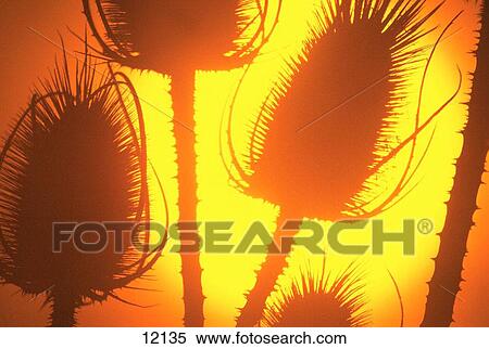 Nature View Large Photo Image Stock Photography - Nature. Fotosearch