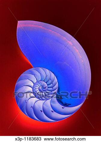 Nautilus View Large Photo Image Stock Image - Nautilus. Fotosearch