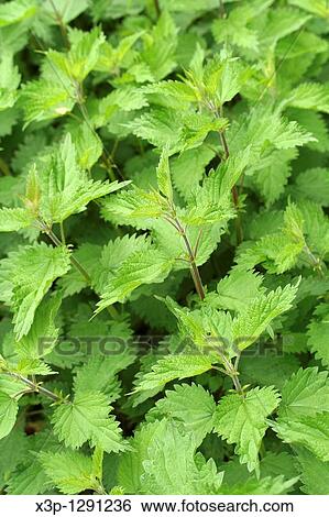 Nettle Urtica dioica View Large Photo Image Stock Photograph - Nettle Urtica dioica. Fotosearch