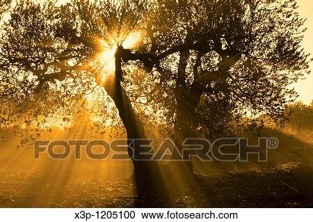 Olive tree and sunset View Large Photo Image Stock Image - Olive tree and sunset. Fotosearch