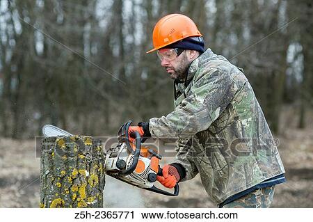 Stock Image - Operator´s work with a chainsaw in the forest.. Fotosearch