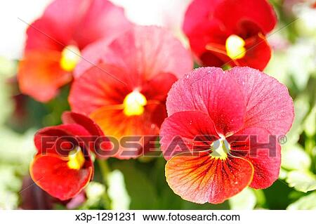 Pansies (Viola tricolor) View Large Photo Image Stock Image - Pansies (Viola tricolor). Fotosearch