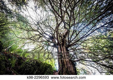 "Parque Natural de Pagoeta, Guipuzcoa, Basque Country, Spain. " View Large Photo Image Stock Image - "Parque Natural de Pagoeta, Guipuzcoa, Basque Country, Spain. ". Fotosearch
