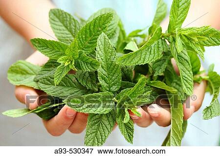 Stock Photo - Peppermint (Mentha sp. ). Fotosearch