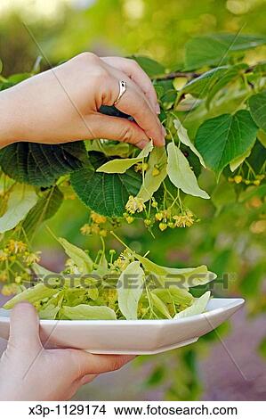 Picking linden tree flowers for infusion View Large Photo Image Picture - Picking linden tree flowers for infusion. Fotosearch