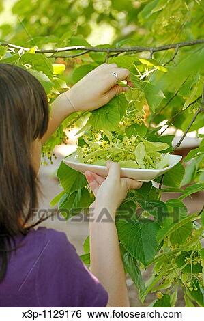 Stock Photograph - Picking linden tree flowers for infusion. Fotosearch