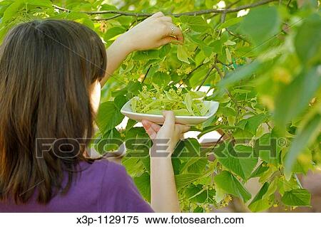 Stock Photography - Picking linden tree flowers for infusion. Fotosearch