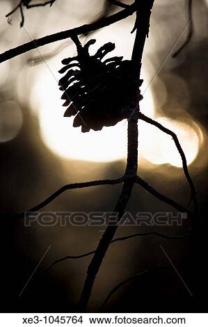 Pine cone View Large Photo Image Picture - Pine cone. Fotosearch
