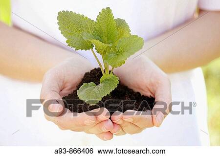 Stock Photograph - Planting a little lemon balm (Melissa officinalis). Fotosearch