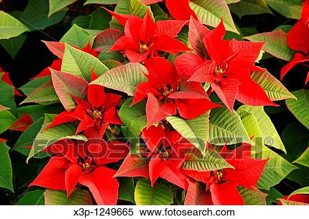 Stock Photography - "Poinsettias in a greenhouse Garden center Reus Tarragona, Catalonia, Spain". Fotosearch