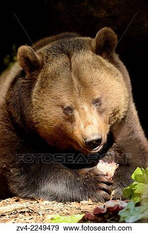 Portrait of a European brown bear (Ursus arctos arctos) in spring. View Large Photo Image Stock Photo - Portrait of a European brown bear (Ursus arctos arctos) in spring.. Fotosearch