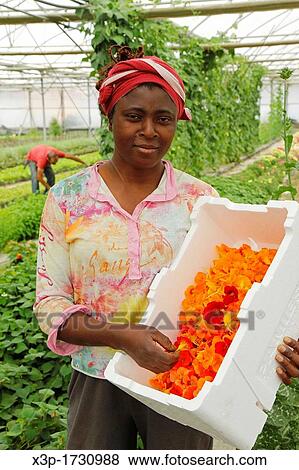 "Production of edible flowers for sale Balaguer, Lleida, Catalonia, Spain" View Large Photo Image Stock Photo - "Production of edible flowers for sale Balaguer, Lleida, Catalonia, Spain". Fotosearch