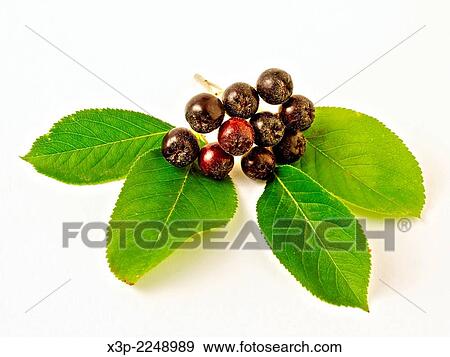 Purple chokeberries. Aronia prunifolia. View Large Photo Image Stock Photo - Purple chokeberries. Aronia prunifolia.. Fotosearch