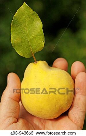 Stock Image - Quince (Cydonia oblonga). Fotosearch