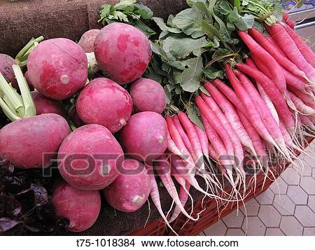 "Radishes, " View Large Photo Image Picture - "Radishes, ". Fotosearch