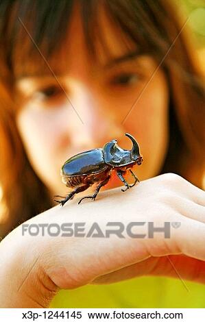 Rhinoceros beetle Oryctes nasicornis View Large Photo Image Stock Photography - Rhinoceros beetle Oryctes nasicornis. Fotosearch