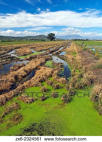 "Rice fields after harvest. Ebro River Delta Natural Park, Tarragona province, Catalonia, Spain. " View Large Photo Image Stock Image - "Rice fields after harvest. Ebro River Delta Natural Park, Tarragona province, Catalonia, Spain. ". Fotosearch