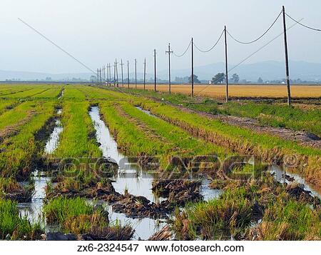 "Rice fields during harvest time. Ebro River Delta Natural Park, Tarragona province, Catalonia, Spain. " View Large Photo Image Stock Photo - "Rice fields during harvest time. Ebro River Delta Natural Park, Tarragona province, Catalonia, Spain. ". Fotosearch