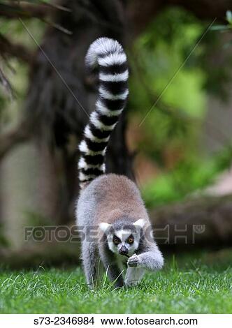 "Ring Tailed Lemur, Lemur catta" View Large Photo Image Picture - "Ring Tailed Lemur, Lemur catta". Fotosearch