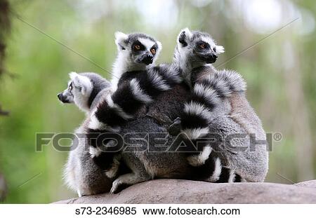 "Ring Tailed Lemur, Lemur catta" View Large Photo Image Stock Photography - "Ring Tailed Lemur, Lemur catta". Fotosearch