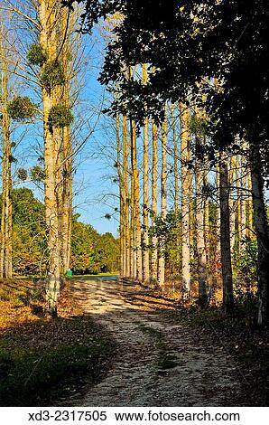 Stock Photography - "road through poplar, populus spp., forest beside Lac des Graussettes, Lot-et-Garonne Department, Aquitaine, France. ". Fotosearch