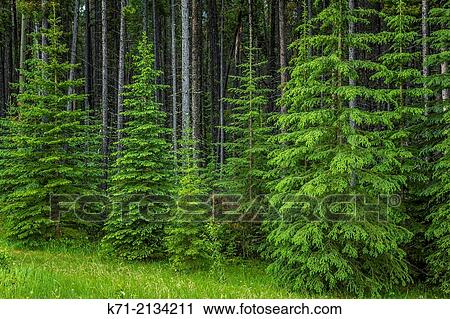 "Roadside evergreen trees in Jasper National Park, Alberta, Canada. " View Large Photo Image Stock Image - "Roadside evergreen trees in Jasper National Park, Alberta, Canada. ". Fotosearch