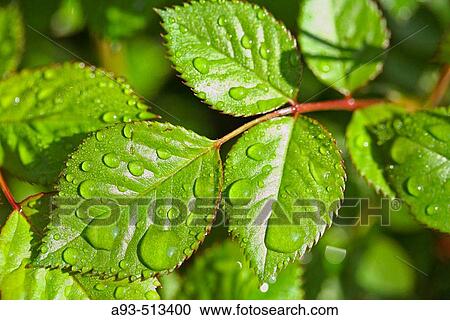 Stock Image - Rose shrub (Rosa hybr. ) leaves with water drops. Fotosearch