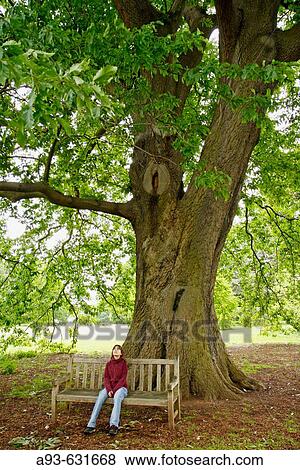 "Royal Botanic Gardens Kew in Richmond, London, England. Quercus castanaefolia" View Large Photo Image Stock Photo - "Royal Botanic Gardens Kew in Richmond, London, England. Quercus castanaefolia". Fotosearch