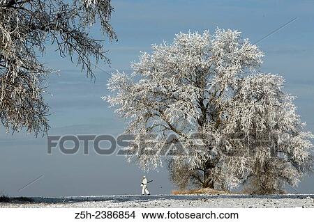 Picture - Russian Federation. Voronezh oblvst. Hunter in camouflage white suit on winter hunting.. Fotosearch