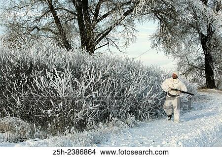 Picture - Russian Federation. Voronezh oblvst. Hunter in camouflage white suit on winter hunting.. Fotosearch
