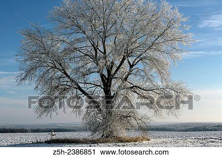 Stock Image - Russian Federation. Voronezh oblvst. Hunter in camouflage white suit on winter hunting.. Fotosearch