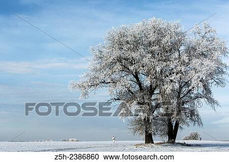 Stock Image - Russian Federation. Voronezh oblvst. Hunter in camouflage white suit on winter hunting.. Fotosearch