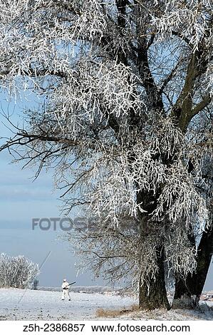 Stock Photo - Russian Federation. Voronezh oblvst. Hunter in camouflage white suit on winter hunting.. Fotosearch